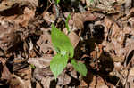 Virginia snakeroot